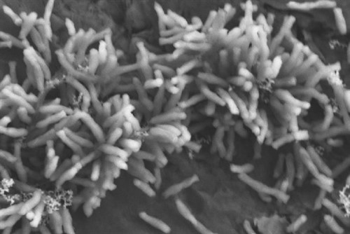 Microbios consumen electricidad